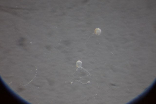 Floating Jellyfish Duo