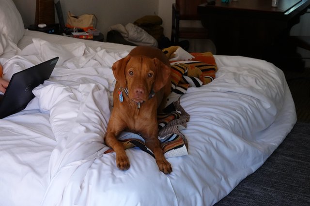Cozy Dog Relaxing on Unmade Hotel Bed