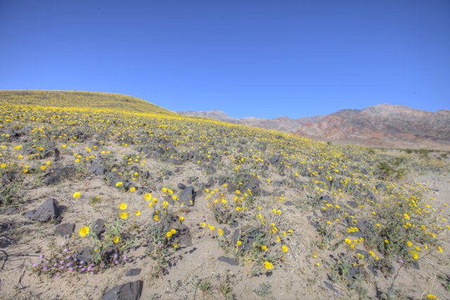 A Vibrant Field of Yellow Flowers in the Desert