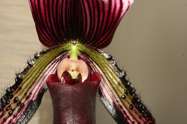 Elegant Orchid Stem
