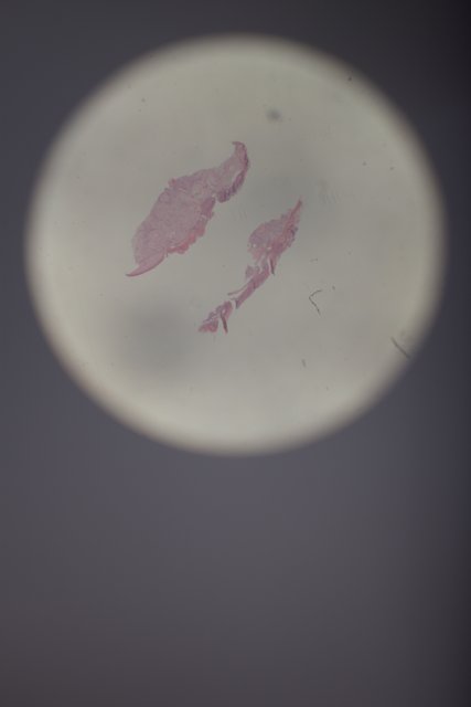 Pink Egg Stain