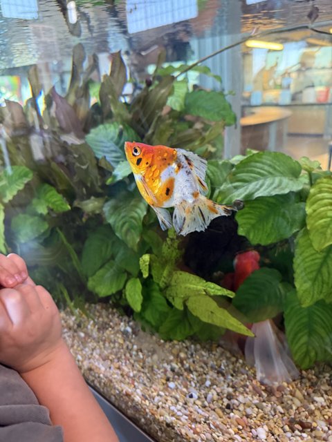 Aquatic Wonder at Pier 15