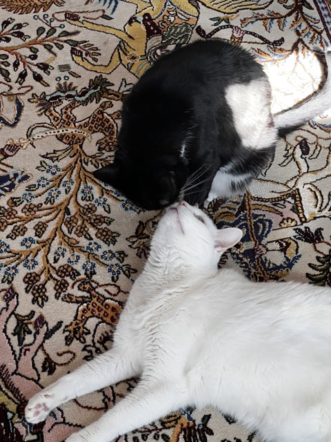Feline Duo on a Cozy Rug