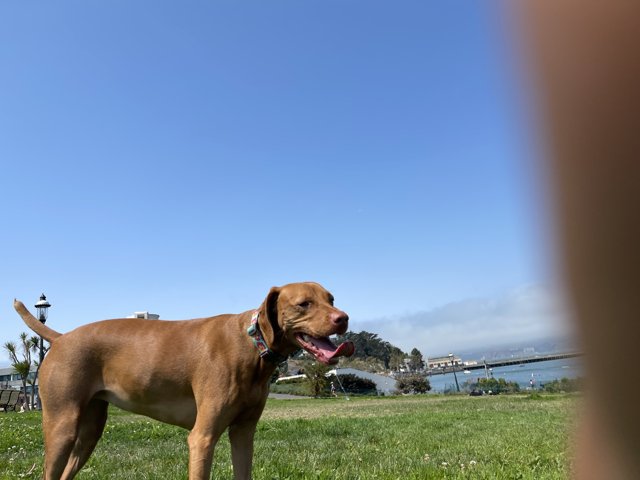 Majestic Mastiff in the Golden State