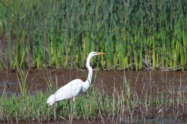 Great Egret Hunting in Wetland Rice Fields