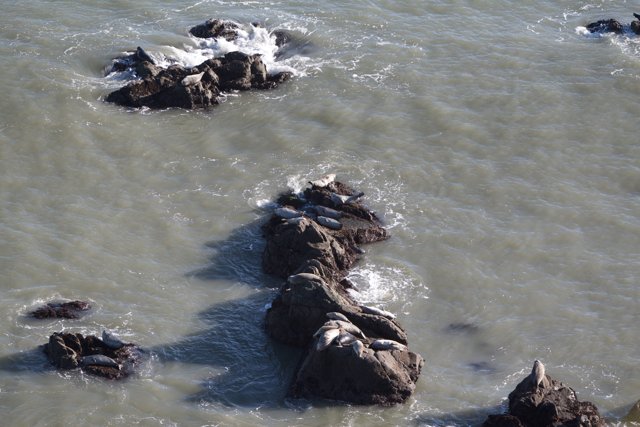 Seals Sunbathing on Rocky Shores