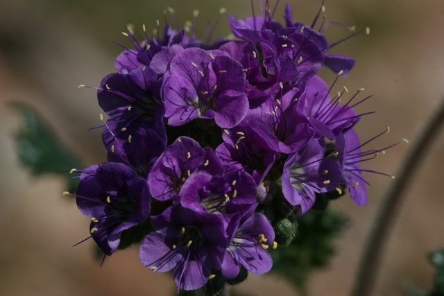Vibrant Purple Geraniums in Daylight