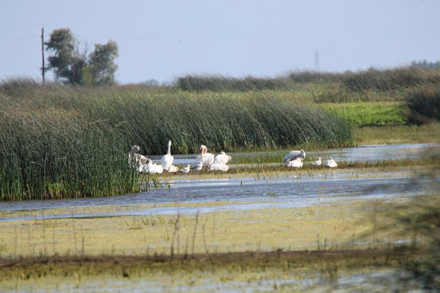 White Pelicans and Waterfowl Resting in Wetland Marsh