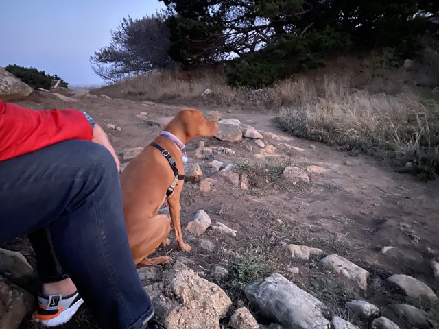 Canine Adventure on the Rocks