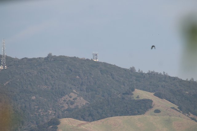 Bird in Flight Over Rolling California Hills