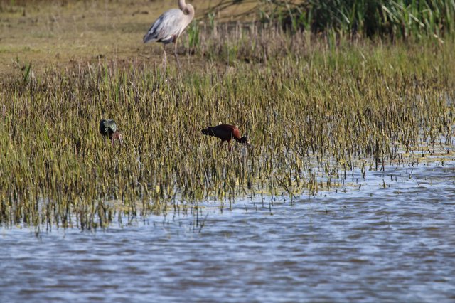 Wetland Waders: Heron and Ibis Foraging in Shallow Marsh