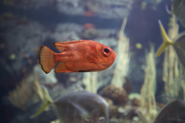 Red Fish in the Aquarium