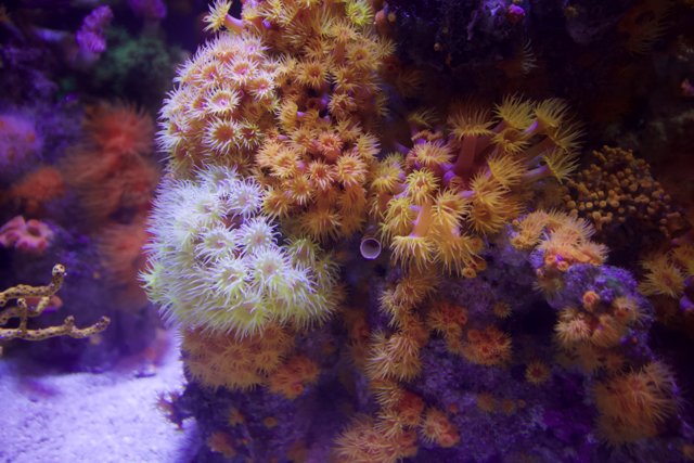 An Underwater Wonderland of Colorful Coral Reefs