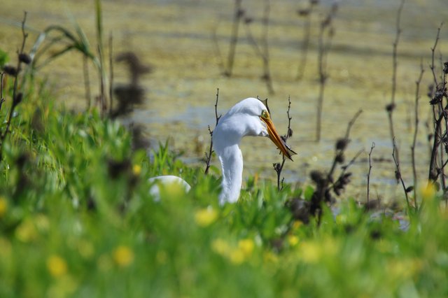Great Egret Hunting in Yolo Wetlands Marsh