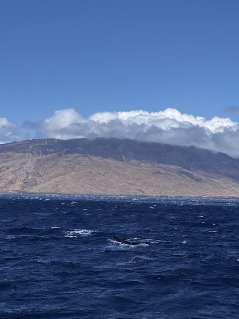 Majestic Humpback Whale in the Hawaiʻian Sea