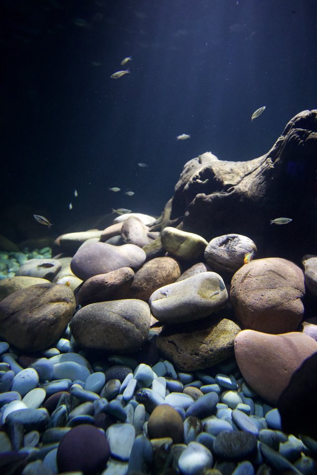 Underwater Rocky Landscape with Swimming Fish in Aquarium