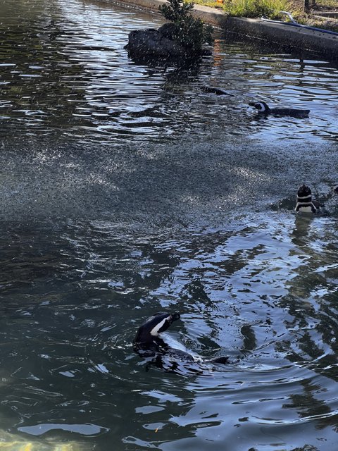 Penguins Take a Dip