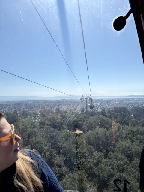 Soaring Above the Canopy