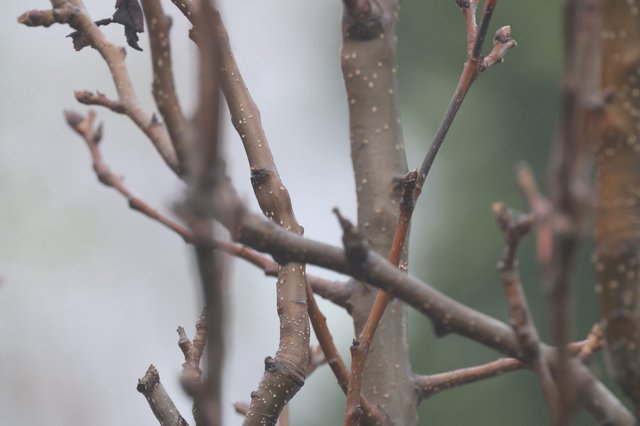 Bare Winter Branches with Water Droplets at Dusk