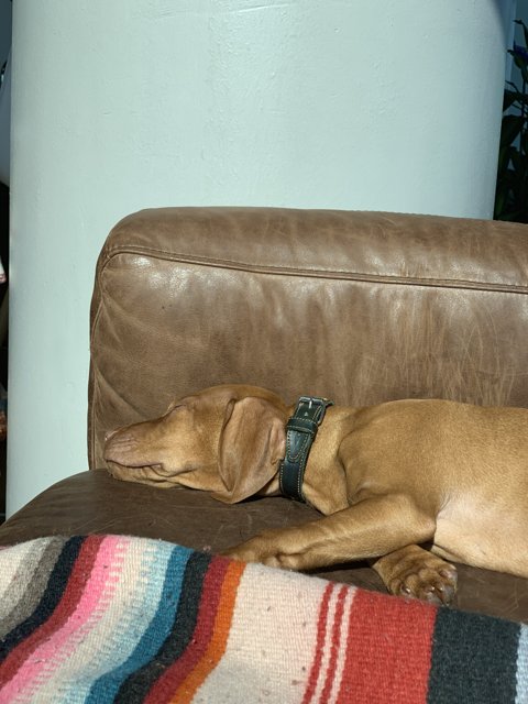 Comfy Canine on the Couch