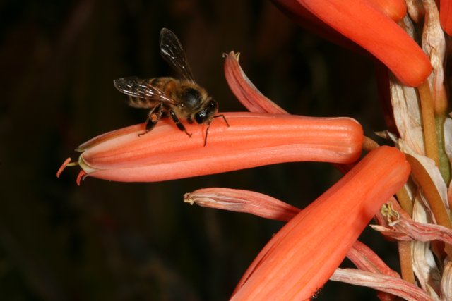 Bee Buzzing on a Red Flower
