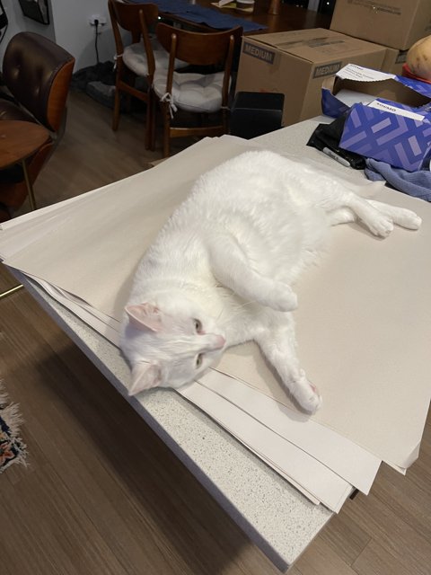 White Cat Takes a Nap on Stained Wood Table