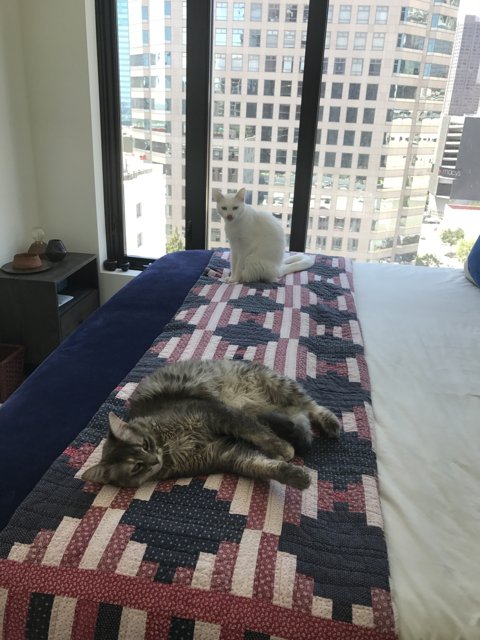 Lazy Afternoon with Two Feline Friends