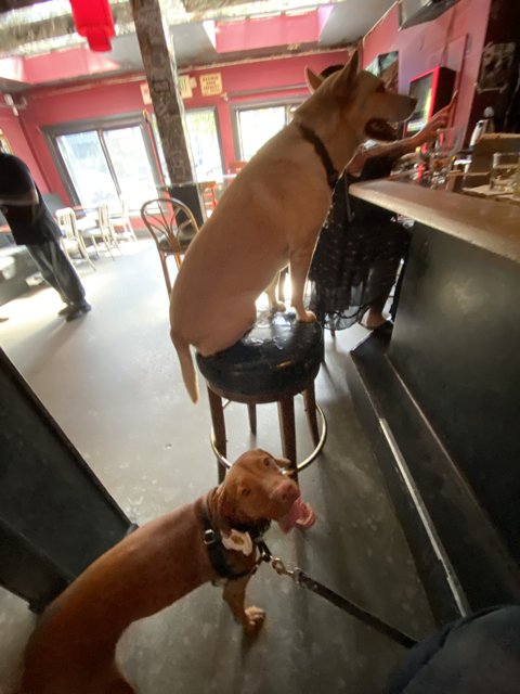 Canine Companions at the Bar