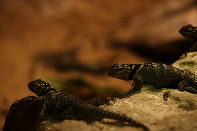 Trio of Lizard Pals at Oakland Zoo