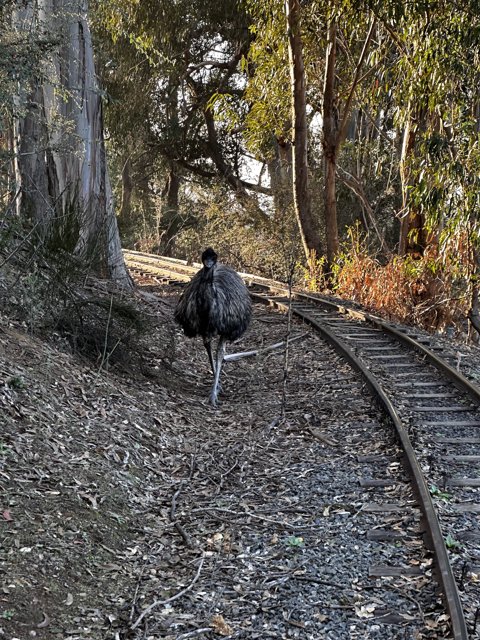 Bird of the Tracks