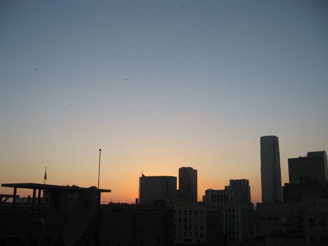 City Sunset with Birds
