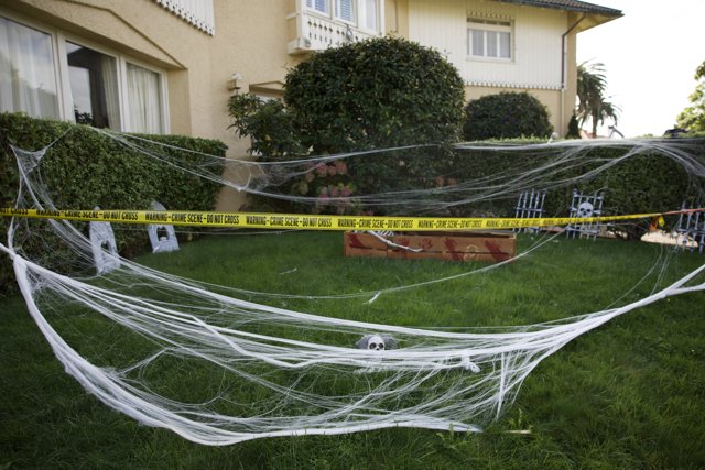 Hidden Intricacies: The Spooky Webs in My Yard