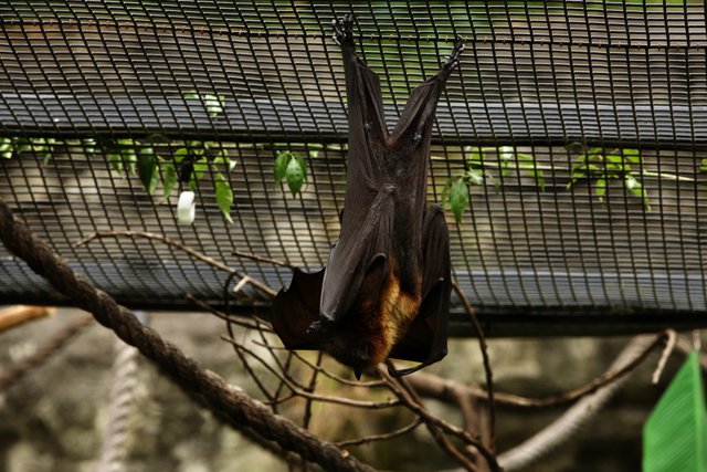 Bat in Balance at Oakland Zoo