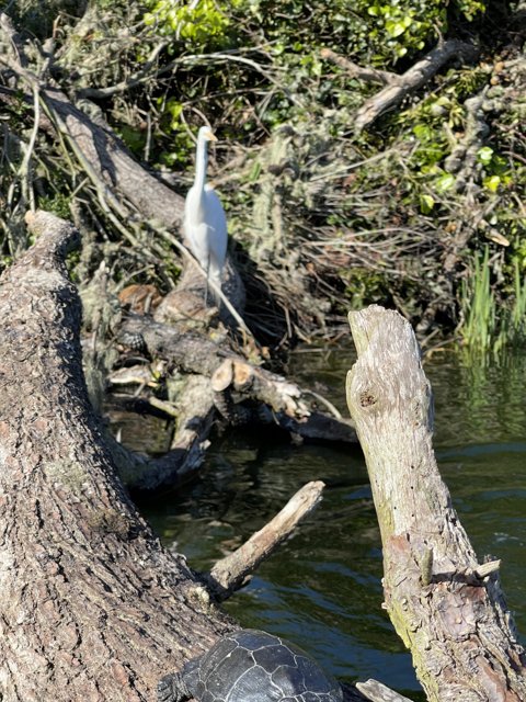 White Egret Perched on a Water-logged Log