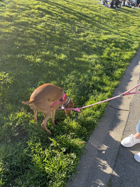 A Canine Walk in Alamo Square