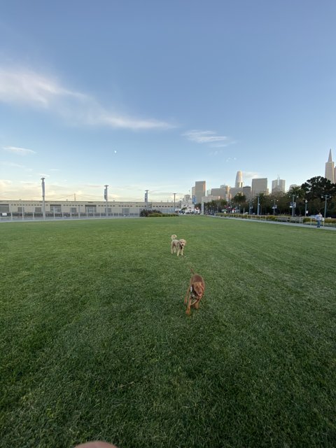 Canine Adventure in the City