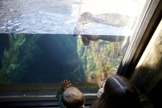 Fascination Underwater: A Day At Monterey Bay Aquarium