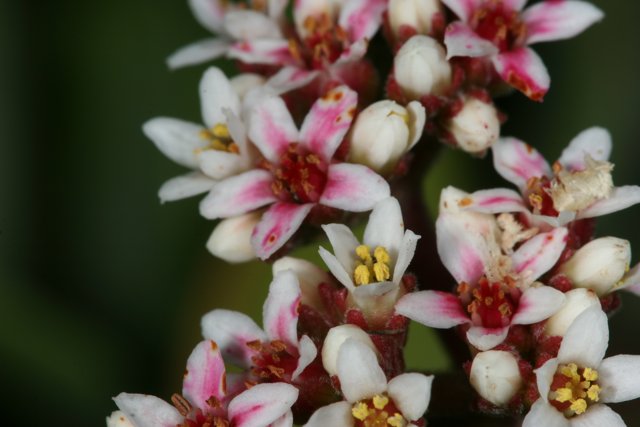 Geranium Blossom