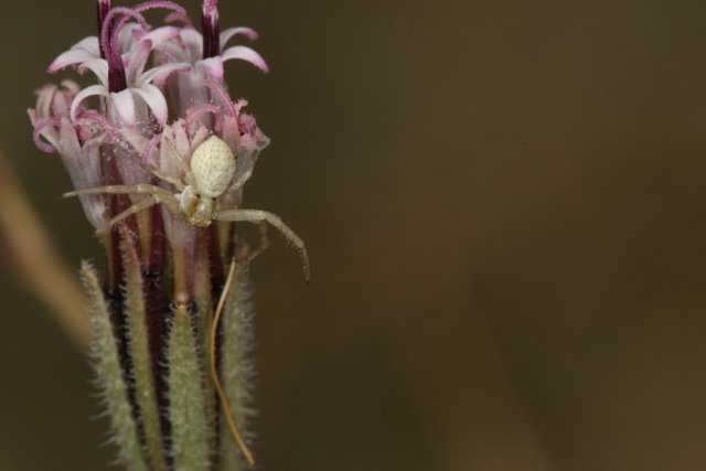 Garden Spider on Daisy