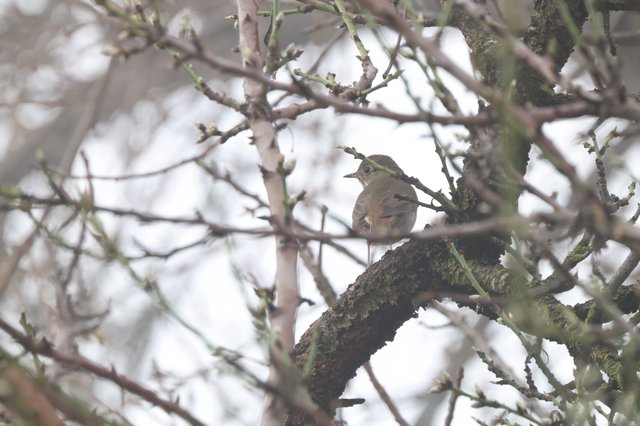 Mourning Dove Perched on Moss-Covered Branch in Winter