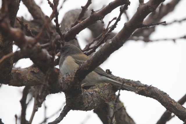 Dark-Eyed Junco Perched on Winter Branch