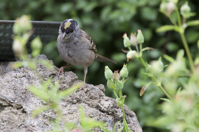 Golden-Crowned Sparrow with Pollen-Dusted Head on Stone Perch