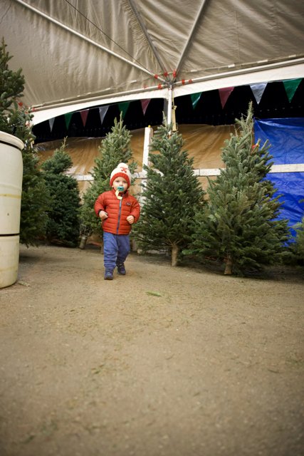Wesley's Christmas Tree Adventure, 2023