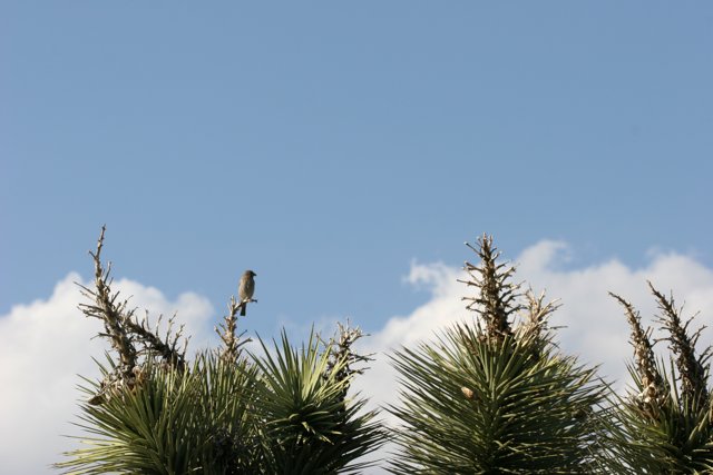 Tree-top Birdwatching