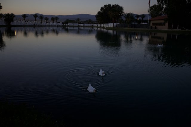 Swan Song at Sunset
