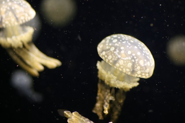 Mesmerizing Jellyfish in the Aquarium