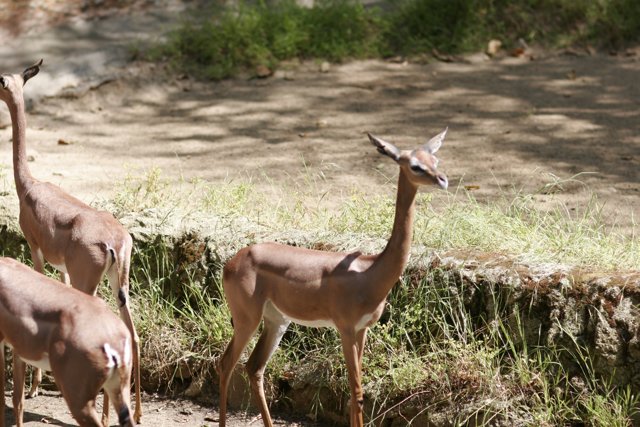 Impalas and Antelopes Grazing