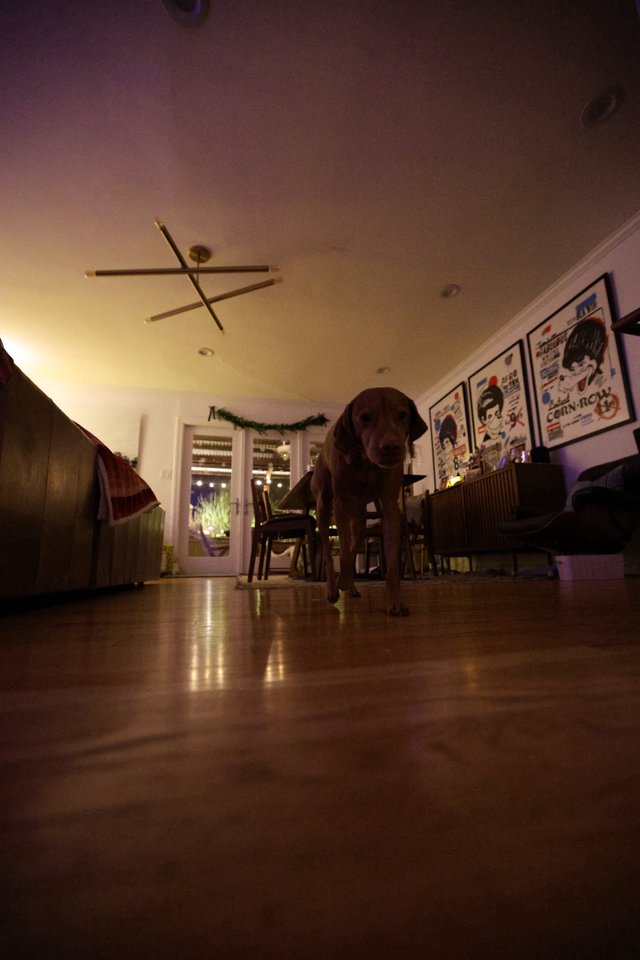 Chocolate Lab Standing in Dimly Lit Dining Room