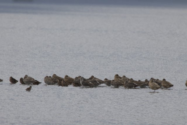 Serene Gathering at San Pablo Bay