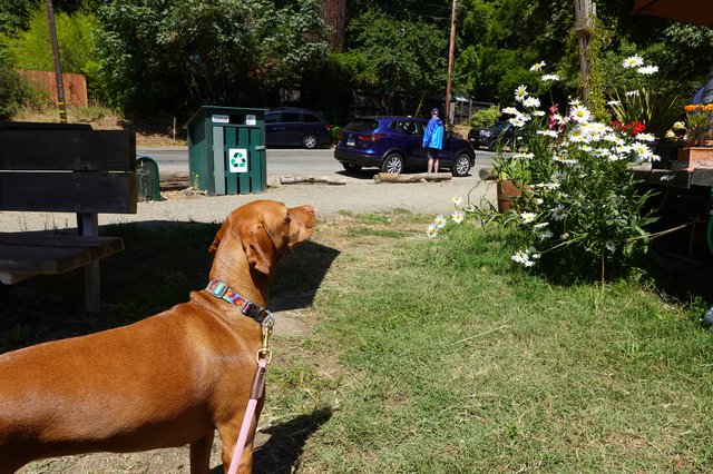 Dog Watching Neighborhood Activity from Yard
